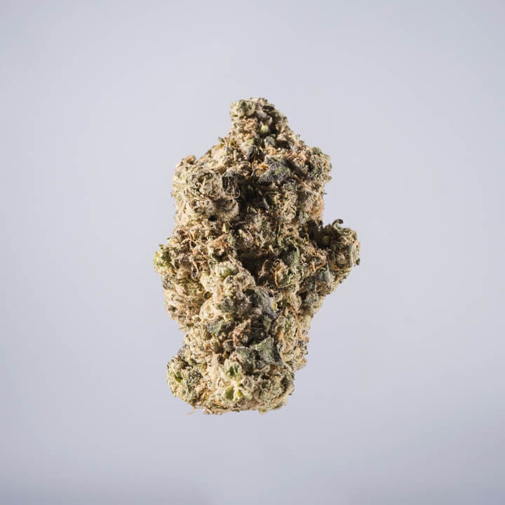 avaay Medical Cannabis Bud Chatterbox (CBX) auf einem gräulichen Hintergrund.