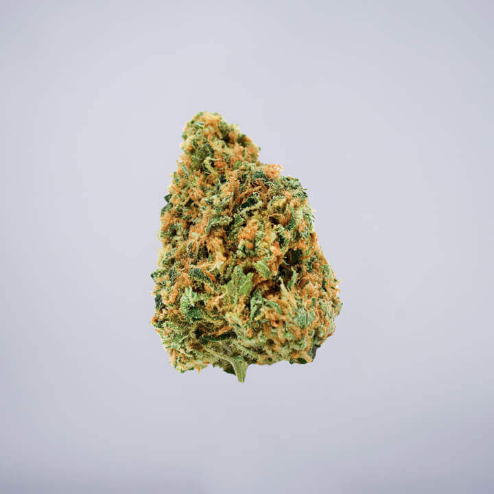 avaay Medical Cannabis Bud Critical Kush (CK) auf einem gräulichen Hintergrund.