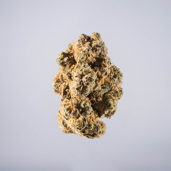 avaay Medical Cannabis Bud Do-Si-Dos (DiD) auf einem gräulichen Hintergrund.