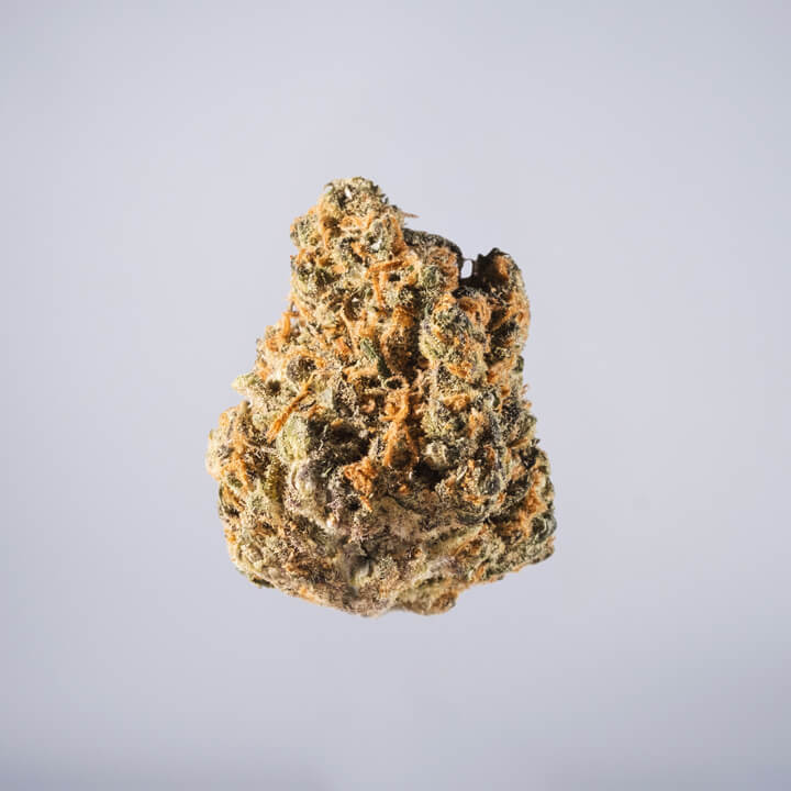 avaay Medical Cannabis Bud Green Croc Orange (GCO) auf einem gräulichen Hintergrund.