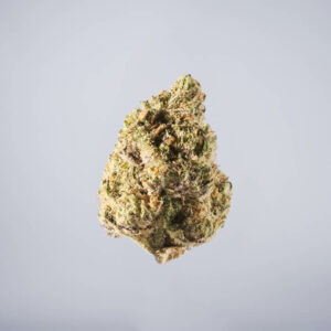 avaay Medical Cannabis Bud Peyote Critical (PYC) auf einem gräulichen Hintergrund.