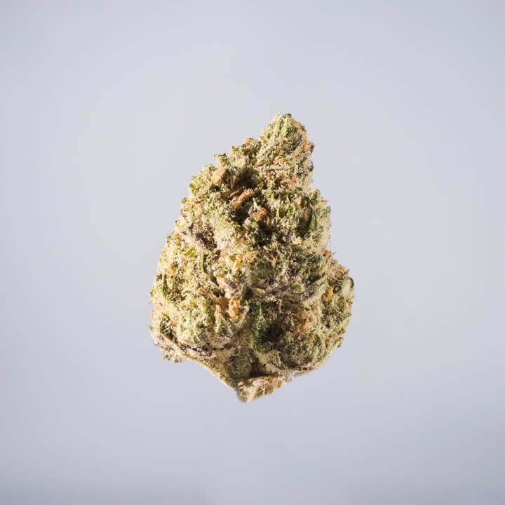 avaay Medical Cannabis Bud Peyote Critical (PYC) auf einem gräulichen Hintergrund.