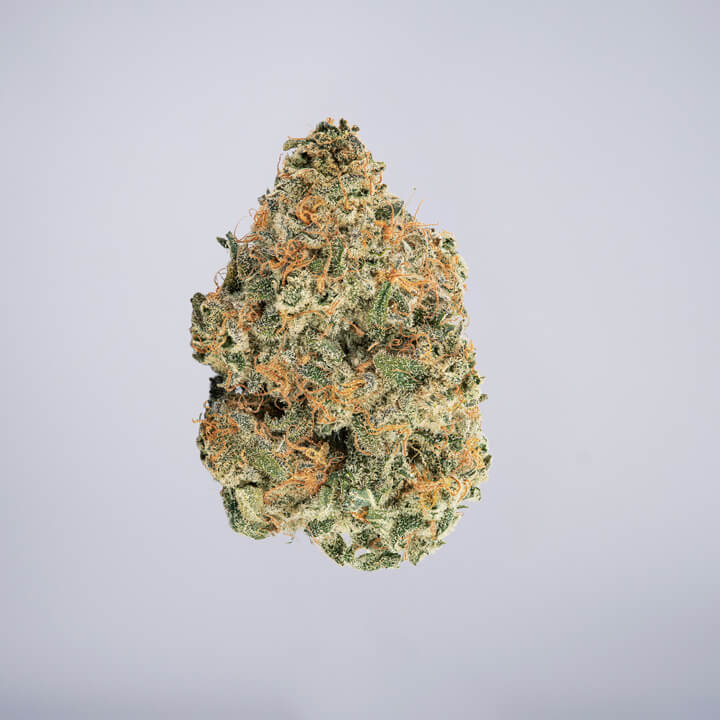 avaay Medical Cannabis Bud Sour Cherry Punch (SCP) auf einem gräulichen Hintergrund.