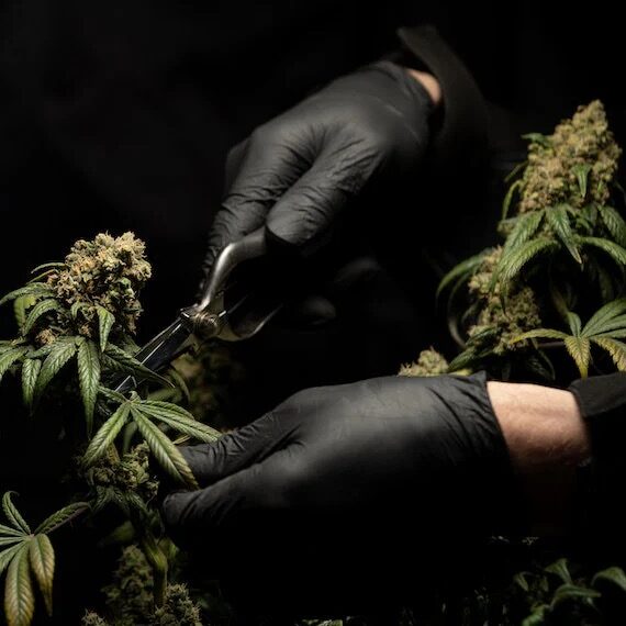 Eine Person mit schwarzen Handschuhen schneidet eine THC-haltige Cannabispflanze mit einer Schere. Die geernteten Blüten können später für den Konsum weiterverarbeitet werden. Das Bild zeigt den professionellen Anbau und die Ernte von Cannabis unter kontrollierten Bedingungen.