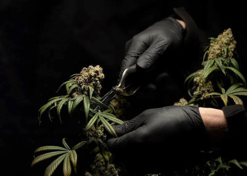 Eine Person mit schwarzen Handschuhen schneidet eine THC-haltige Cannabispflanze mit einer Schere. Die geernteten Blüten können später für den Konsum weiterverarbeitet werden. Das Bild zeigt den professionellen Anbau und die Ernte von Cannabis unter kontrollierten Bedingungen.