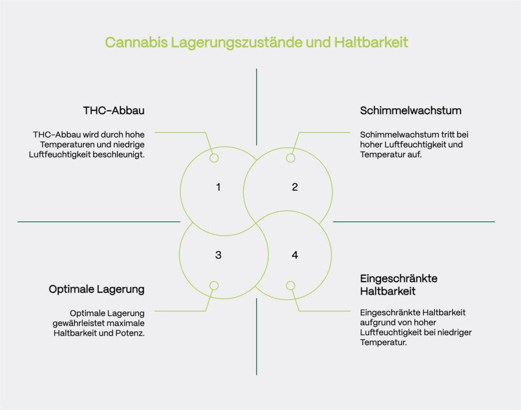 Eine infografische Darstellung mit vier überlappenden Kreisen, die verschiedene Aspekte der Cannabis-Lagerung und Haltbarkeit zeigen. Die Kreise sind in hellgrüner Farbe auf weißem Hintergrund dargestellt und durch feine Linien verbunden. Die vier Hauptbereiche sind: THC-Abbau (oben links), Schimmelwachstum (oben rechts), Optimale Lagerung (unten links) und Eingeschränkte Haltbarkeit (unten rechts). Jeder Kreis enthält eine kurze Erklärung der jeweiligen Bedingungen und deren Auswirkungen auf die Cannabis-Lagerung. Die Beschreibungen sind in schwarzer Schrift dargestellt und durch dünne grüne Linien mit den entsprechenden Kreisen verbunden.
