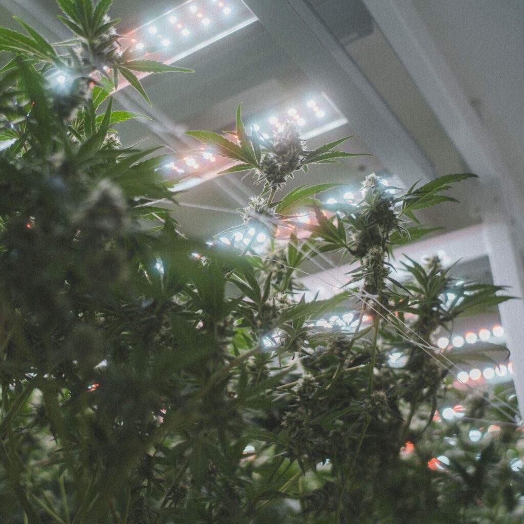 Blick von unten in eine Indoor-Cannabiskultur unter intensivem LED-Licht. Die Pflanzen stehen dicht beieinander, ihre Blüten sind von Trichomen überzogen und wachsen in Richtung der hell leuchtenden, farblich gemischten Lichtquellen. Die Szene vermittelt einen Hightech- und kontrollierten Anbauprozess.