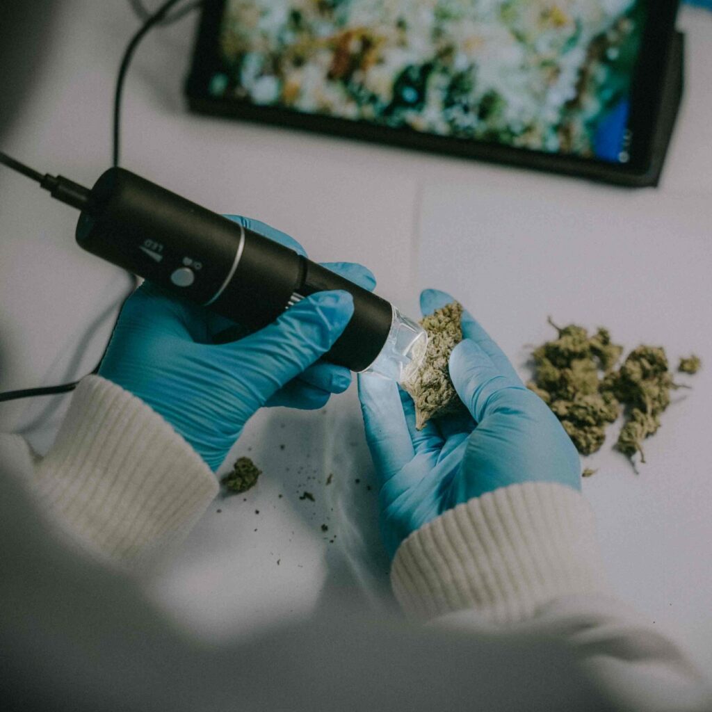 Eine Person mit blauen Einweghandschuhen untersucht eine Cannabisblüte mithilfe eines digitalen Mikroskops. Die Analyse erfolgt auf einem weißen Labortisch, im Hintergrund ist ein Tablet zu sehen, das das vergrößerte Bild der Blüte in hoher Auflösung zeigt – mit deutlich sichtbaren Trichomen. Die Szene vermittelt den professionellen Anspruch an Qualität und Präzision bei der mikroskopischen Kontrolle medizinischer Cannabisprodukte.