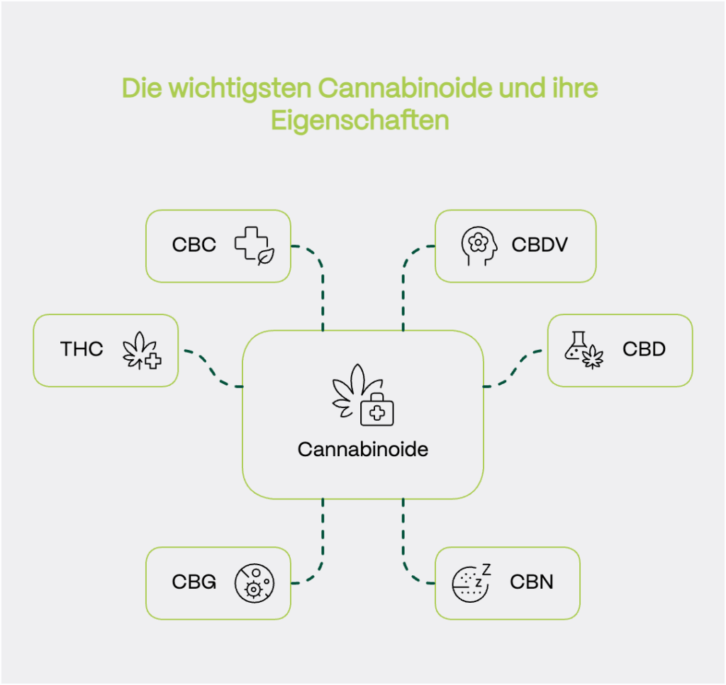Schaubild mit dem Titel „Die wichtigsten Cannabinoide und ihre Eigenschaften“. In der Mitte befindet sich ein Kasten mit der Beschriftung Cannabinoide und einem Cannabisblatt-Symbol mit medizinischem Kreuz. Von dort führen gestrichelte Linien zu sechs umrahmten Feldern, die jeweils ein bekanntes Cannabinoid darstellen:	•	THC (psychoaktive Wirkung)	•	CBD (nicht berauschend, vielfältige therapeutische Effekte)	•	CBG (Vorläufer anderer Cannabinoide, antibakteriell, entzündungshemmend)	•	CBN (mild psychoaktiv, möglicherweise schlaffördernd)	•	CBC (nicht psychoaktiv, entzündungshemmend)	•	CBDV (antikonvulsiv, potenziell hilfreich bei Epilepsie)
Jedes Cannabinoid ist mit einem thematisch passenden Icon versehen (z. B. Gehirn, Pflanze, Schlafsymbol etc.).