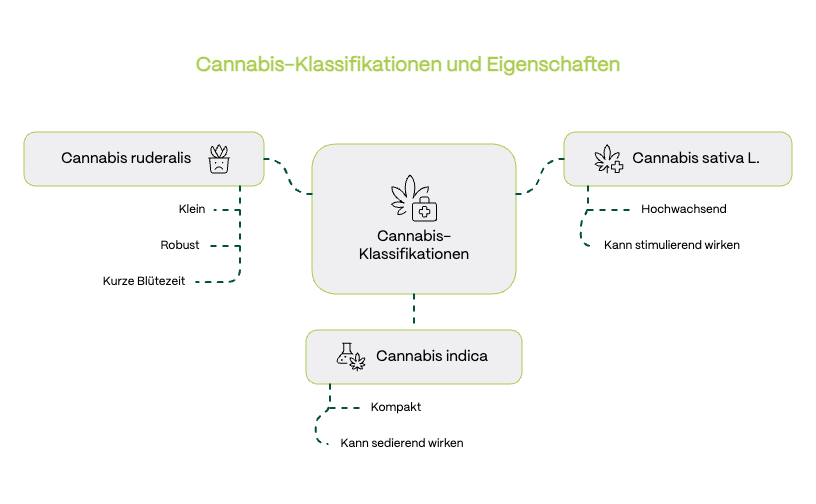 Diagramm zu den drei Hauptformen der Cannabispflanze: Cannabis sativa L., Cannabis indica und Cannabis ruderalis – visuelle Darstellung botanischer Klassifikationen.