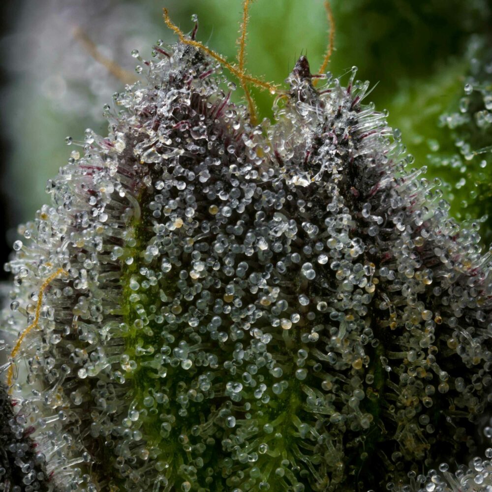 Makroaufnahme einer Cannabisblüte mit deutlichem Fokus auf kopfgestielte Trichome. Die winzigen, pilzförmigen Drüsenhaare sind dicht aneinandergedrängt und erscheinen überwiegend milchig, teils noch klar. Einzelne Trichome zeigen erste bernsteinfarbene Verfärbungen – ein Hinweis auf beginnende Reifung. Die klebrige, kristalline Oberfläche verdeutlicht die hohe Harzproduktion. Im Hintergrund sind leicht verschwommen violette und grüne Pflanzenteile zu erkennen.