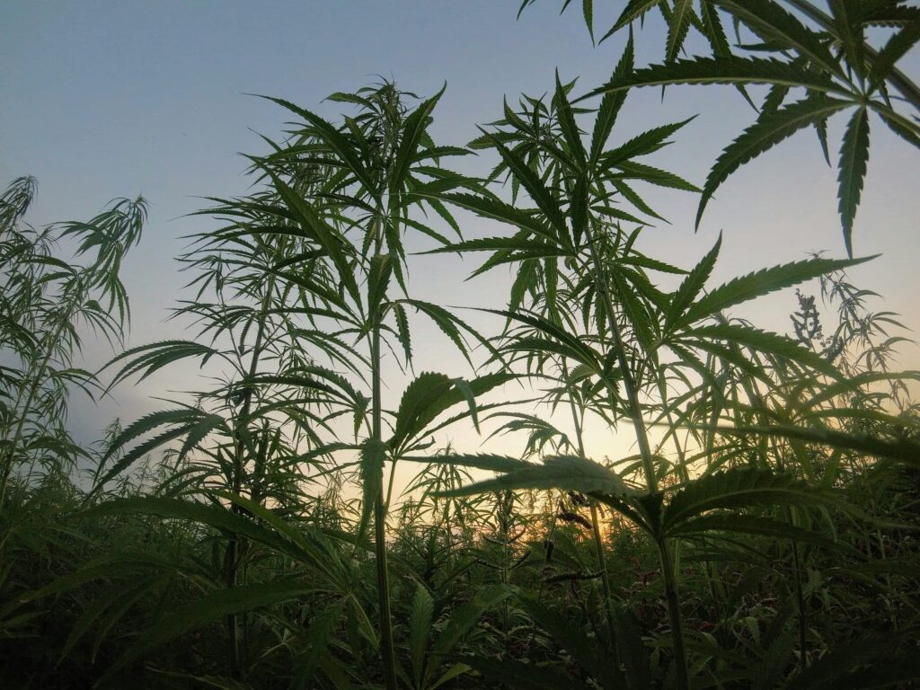Ein Hanffeld bei Sonnenuntergang – Symbol für den historischen Ursprung von Cannabis in Zentralasien