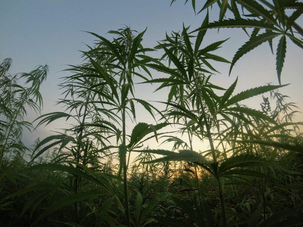 Ein Hanffeld bei Sonnenuntergang – Symbol für den historischen Ursprung von Cannabis in Zentralasien