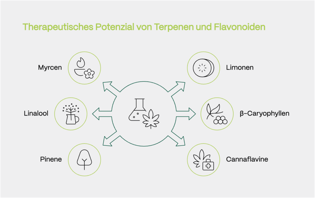 Schaubild mit dem Titel „Therapeutisches Potenzial von Terpenen und Flavonoiden“. In der Mitte befindet sich ein Symbol aus Cannabisblatt und Erlenmeyerkolben – von dort führen sechs Pfeile sternförmig zu kreisförmig umrahmten Wirkstoffen:	•	Myrcen (blumig-aromatisch, beruhigend)	•	Linalool (Lavendelduft, anxiolytisch)	•	Pinene (kiefernartig, entzündungshemmend)	•	Limonen (zitronig, stimmungsaufhellend)	•	β-Caryophyllen (pfeffrig, wirkt auf CB2-Rezeptoren)	•	Cannaflavine (exklusive Cannabis-Flavonoide, entzündungshemmend)
Jedes Molekül ist mit einem passenden Icon visualisiert – etwa Zitrusfrucht, Blüte oder Medikamentensymbol.