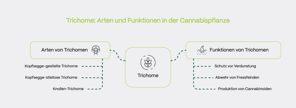 Infografik mit dem Titel „Trichome: Arten und Funktionen in der Cannabispflanze“.
Zentral steht ein Kasten mit dem Begriff Trichome, links und rechts davon führen gepunktete Verbindungslinien zu zwei Kategorien:
	•	Arten von Trichomen (mit Blattsymbol):
– Kopfsegge-gestielte Trichome
– Kopfsegge-stiellose Trichome
– Knollen-Trichome
	•	Funktionen von Trichomen (mit Symbol einer schützenden Tropfenstruktur):
– Schutz vor Verdunstung
– Abwehr von Fressfeinden
– Produktion von Cannabinoiden


Die Visualisierung ordnet die biologischen Funktionen klar den jeweiligen Trichom-Typen zu und fasst den Inhalt des dazugehörigen Textabschnitts prägnant zusammen.