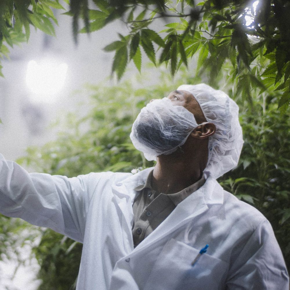 Ein Mitarbeiter in weißem Laborkittel, Haarnetz und Mundschutz inspiziert sorgfältig Cannabispflanzen in einer modernen Indoor-Anlage. Das Bild symbolisiert den professionellen und wissenschaftlich fundierten Umgang mit Medizinalcannabis – fernab von Stigmatisierung und Freizeitkonsum. Es unterstreicht die Notwendigkeit, Cannabis als medizinisches Produkt neu zu bewerten