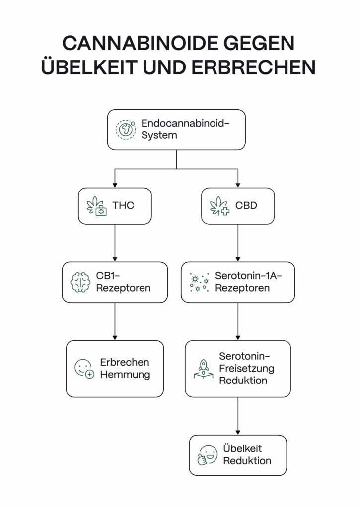 Infografik Cannabis gegen Übelkeit: Darstellung, wie THC über CB1-Rezeptoren Erbrechen hemmen kann und CBD über Serotonin-1A-Rezeptoren die Serotonin-Freisetzung reduziert und dadurch Übelkeit lindern kann.
