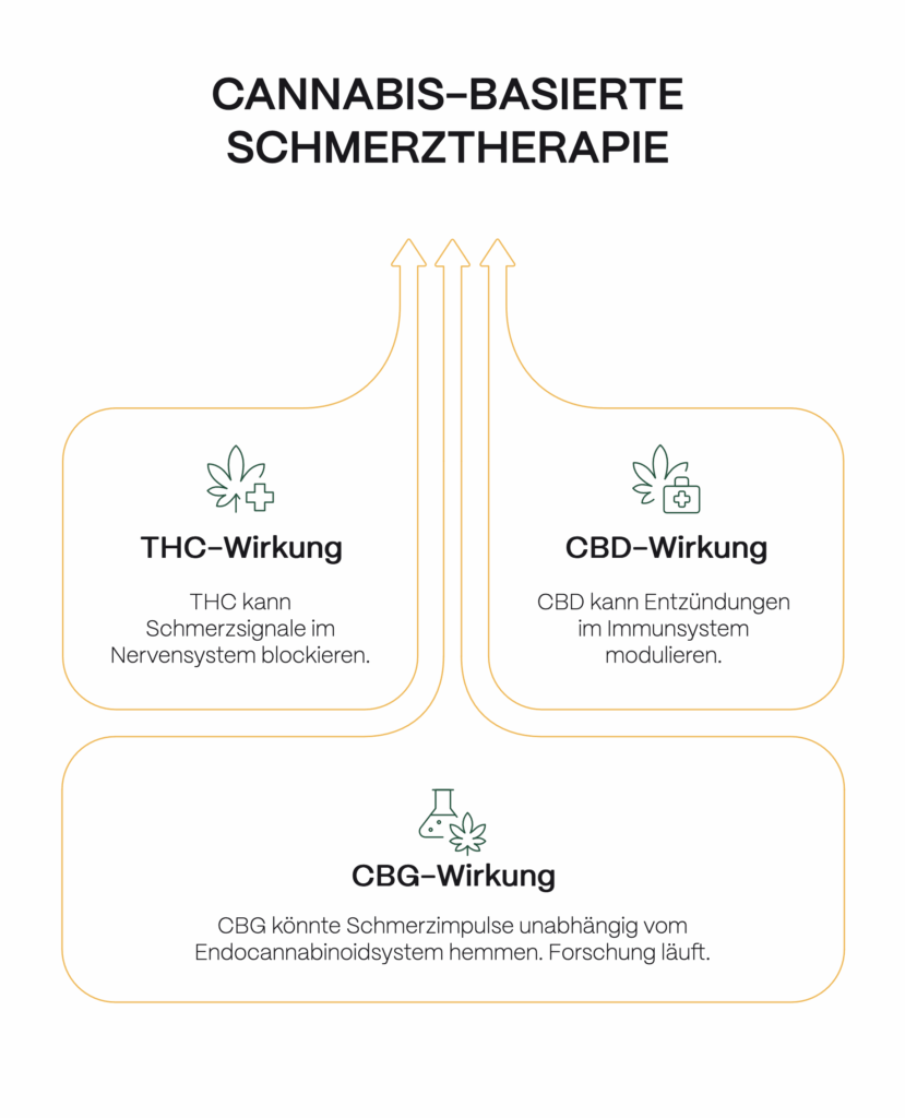 Infografik zur Wirkung von Cannabis gegen Schmerzen: THC kann Schmerzs-Signale im Nervensystem blockieren, CBD kann Entzündungen im Immunsystem modulieren, und CBG könnte Schmerzimpulse unabhängig vom Endocannabinoidsystem hemmen. Forschung zu CBG läuft.