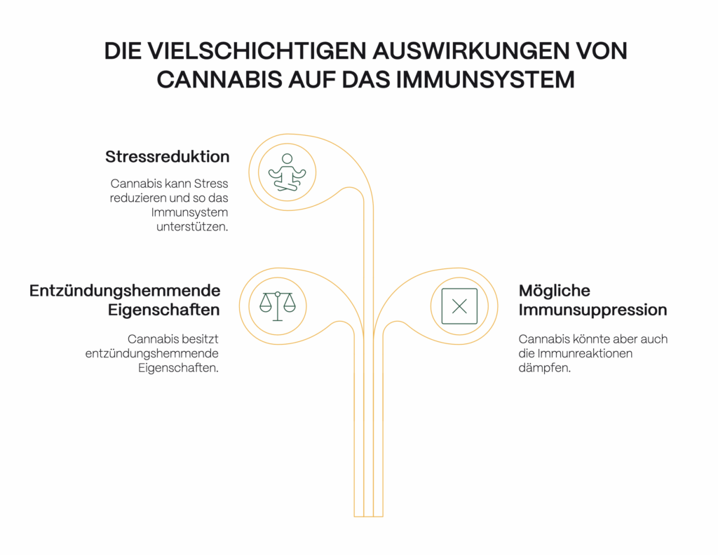 Infografik zu den positiven und potenziell negativen Einflüssen von Cannabis auf das Immunsystem.
Stressreduktion: Cannabis kann Stress reduzieren und dadurch das Immunsystem stärken.
Entzündungshemmende Eigenschaften: Cannabis wirkt entzündungshemmend.
Mögliche Immunsuppression: Cannabis kann aber auch die Immunreaktionen dämpfen und das Immunsystem unterdrücken.