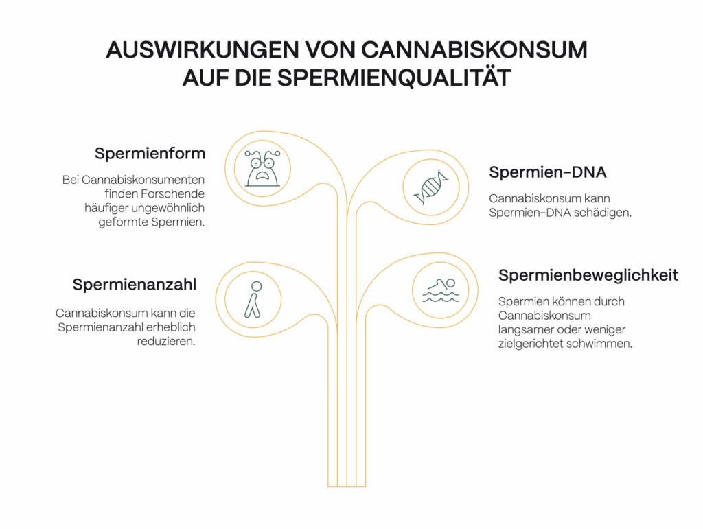 Infografik mit dem Titel „Auswirkungen von Cannabiskonsum auf die Spermienqualität“. Sie zeigt vier negative Effekte des Cannabiskonsums auf Spermien: verringerte Spermienanzahl, häufiger ungewöhnliche Spermienform, langsamere bzw. weniger zielgerichtete Spermienbeweglichkeit sowie mögliche Schäden an der Spermien-DNA.