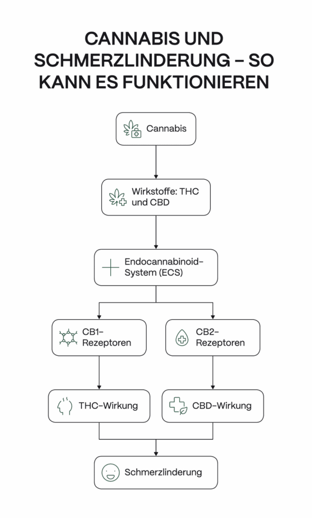 Wie Cannabis Schmerzen lindern kann. Cannabis enthält die Wirkstoffe THC und CBD, die im Körper am Endocannabinoid-System wirken. THC beeinflusst vor allem CB1-Rezeptoren im Nervensystem, CBD eher CB2-Rezeptoren im Immunsystem. Beides kann zur Schmerzlinderung beitragen.