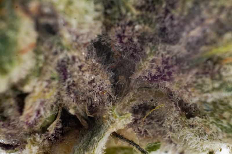 Extreme Nahaufnahme (Makro) der Sorte Ocean Grown Cookies. Zu sehen ist die komplexe Struktur der Blüte mit tiefvioletten Pflanzenteilen, die dicht mit klaren und milchigen Trichomen überzogen sind. Die Harzkristalle sind als winzige, pilzförmige Strukturen deutlich erkennbar.