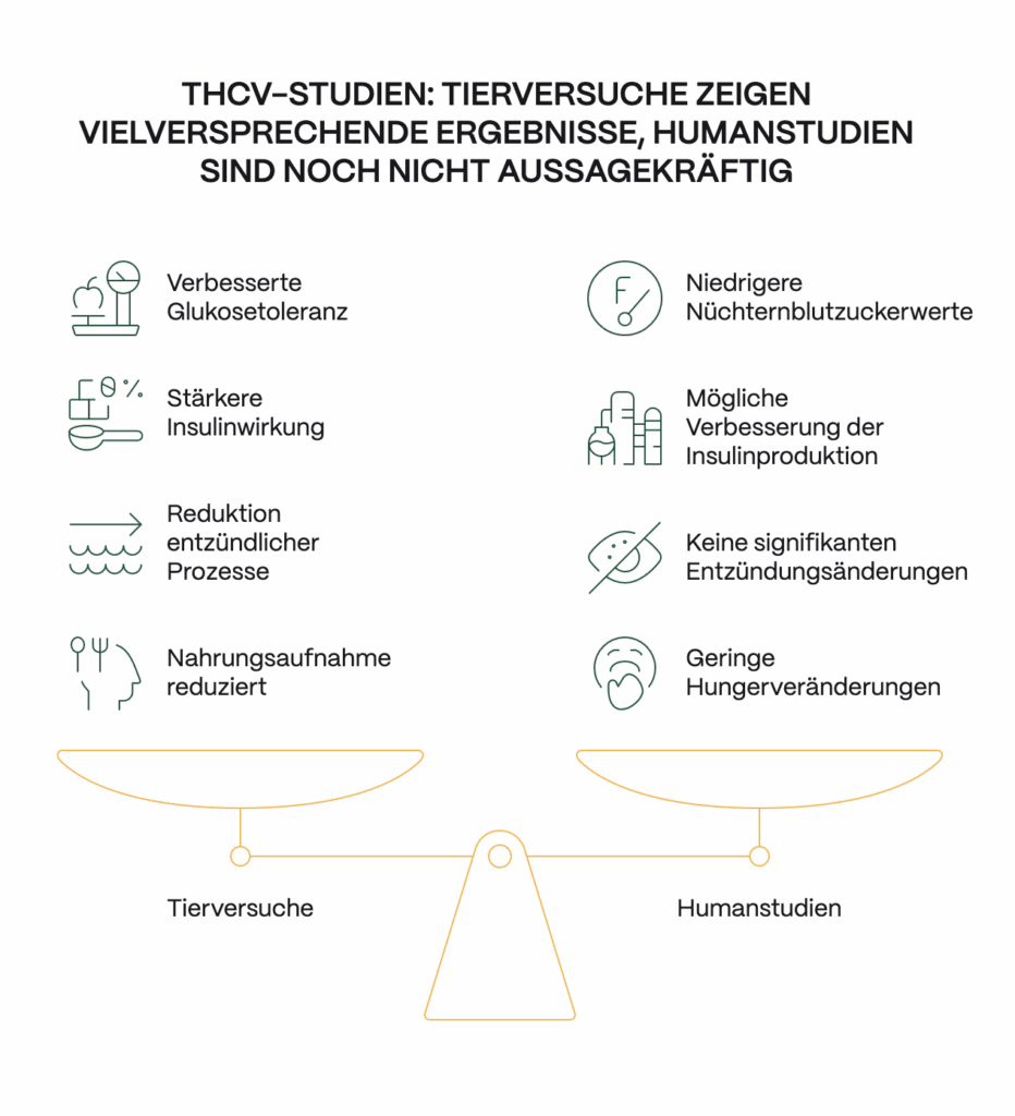 Infografik mit der Überschrift „THCV-Studien: Tierversuche zeigen vielversprechende Ergebnisse, Humanstudien sind noch nicht aussagekräftig“. Links werden Ergebnisse aus Tierversuchen dargestellt, darunter verbesserte Glukosetoleranz, stärkere Insulinwirkung, reduzierte Entzündungsprozesse und verringerte Nahrungsaufnahme. Rechts werden Ergebnisse aus Humanstudien gezeigt, darunter niedrigere Nüchternblutzuckerwerte, mögliche Verbesserung der Insulinproduktion, keine signifikanten Entzündungsänderungen und nur geringe Veränderungen des Hungergefühls. Eine Waage symbolisiert den Vergleich zwischen Tier- und Humanstudien.