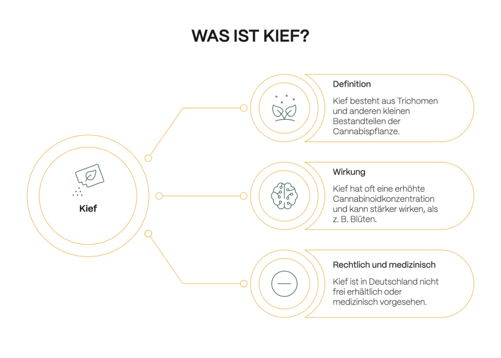 Infografik mit der Überschrift „Was ist Kief?“. Links steht „Kief“ als zentrales Element. Rechts werden drei Punkte erklärt: Definition (Kief besteht aus Trichomen und kleinen Pflanzenbestandteilen), Wirkung (erhöhte Cannabinoidkonzentration, oft stärkere Wirkung als Blüten) sowie rechtliche und medizinische Einordnung (in Deutschland nicht frei erhältlich oder medizinisch vorgesehen).
