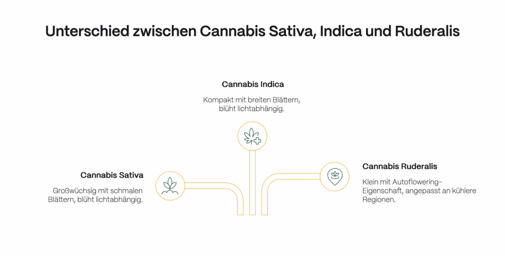 Infografik mit dem Titel „Unterschied zwischen Cannabis Sativa, Indica und Ruderalis“. Links wird Cannabis Sativa als großwüchsig mit schmalen Blättern und lichtabhängiger Blüte beschrieben. In der Mitte Cannabis Indica als kompakt mit breiten Blättern und ebenfalls lichtabhängiger Blüte. Rechts Cannabis Ruderalis als kleine Pflanze mit Autoflowering-Eigenschaft, angepasst an kühlere Regionen. Icons und verbindende Linien visualisieren die Unterschiede.