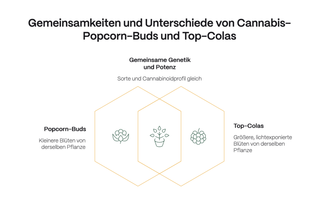 Infografik mit dem Titel „Gemeinsamkeiten und Unterschiede von Cannabis-Popcorn-Buds und Top-Colas“. In der Mitte wird die gemeinsame Genetik und Potenz hervorgehoben („Sorte und Cannabinoidprofil gleich“). Links: Popcorn-Buds – kleinere Blüten derselben Pflanze. Rechts: Top-Colas – größere, lichtexponierte Blüten derselben Pflanze. Die Darstellung nutzt zwei sich überlappende, sechseckige Formen mit stilisierten Pflanzen-Icons.