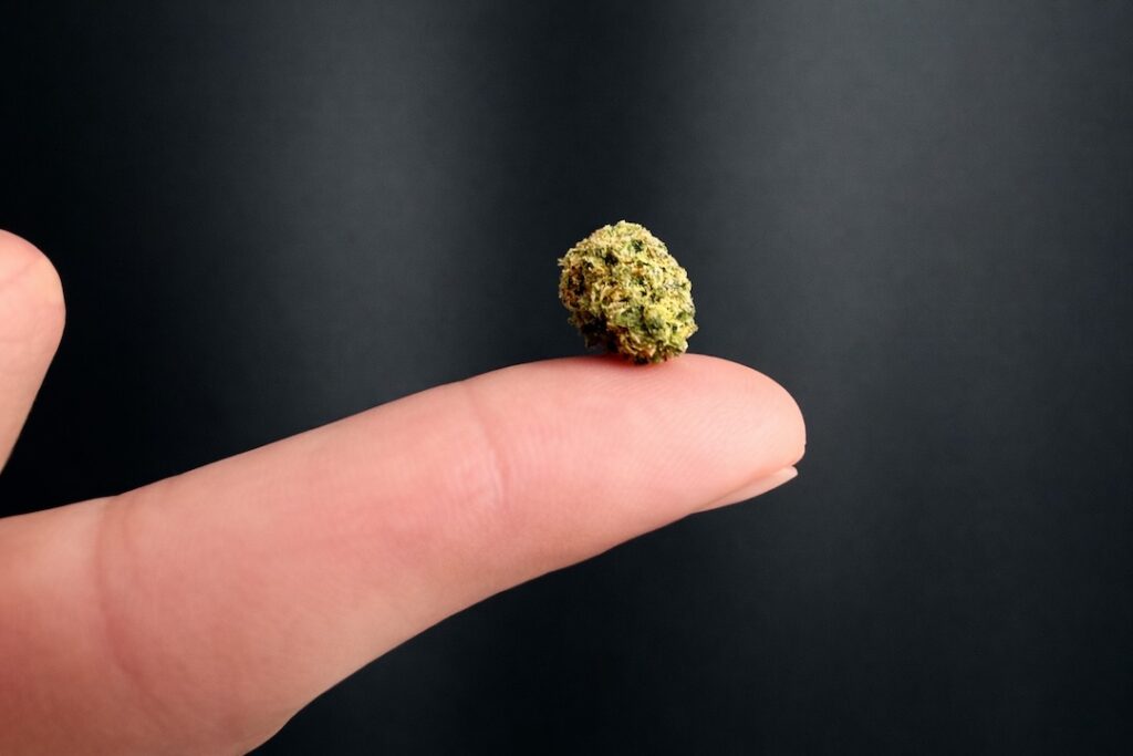Ein Popcorn-Bud einer Cannabisblüte auf einer Fingerspitze vor dunklem Hintergrund.