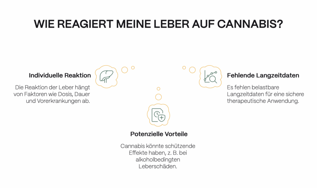 Infografik zur Wirkung von Cannabis auf die Leber: individuelle Reaktion abhängig von Dosis und Vorerkrankungen, mögliche schützende Effekte sowie fehlende Langzeitdaten zur Sicherheit.
