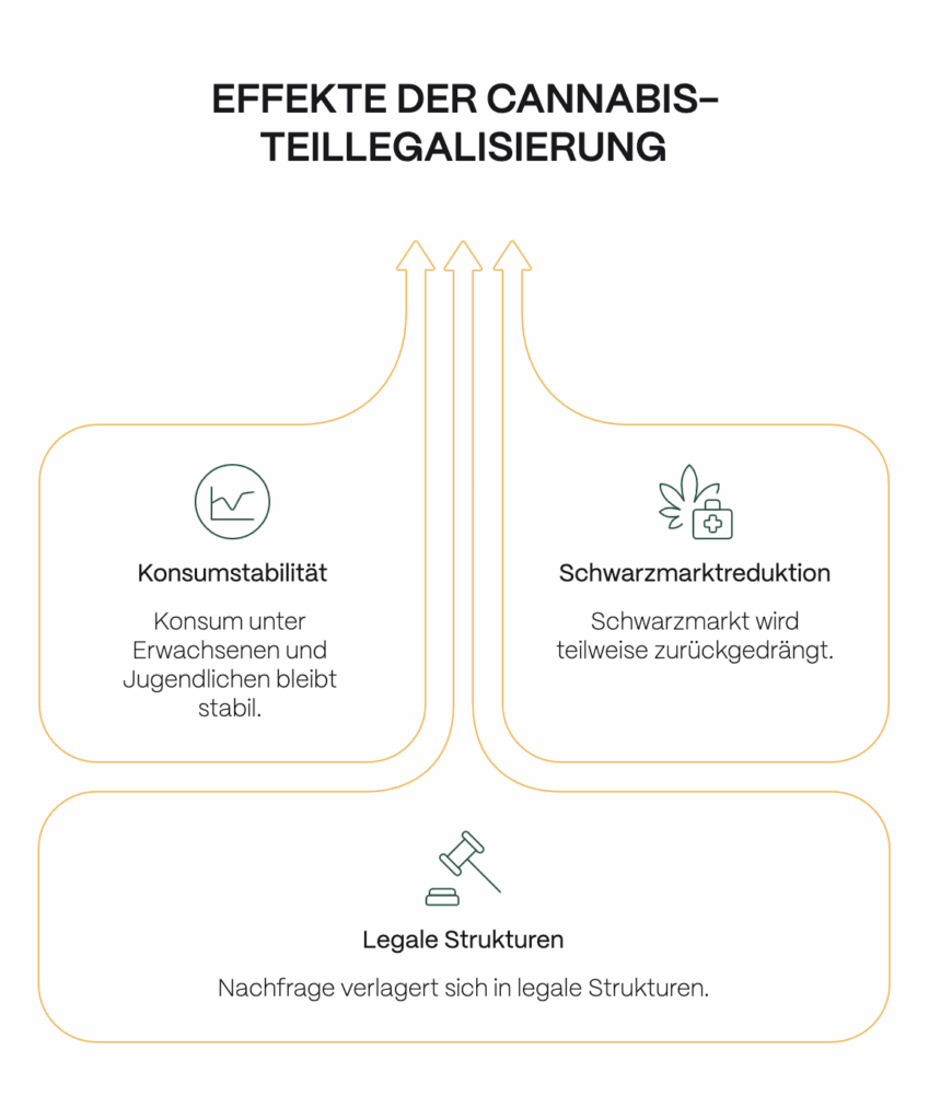 Infografik mit dem Titel „Effekte der Cannabis-Teillegalisierung“. Dargestellt sind drei zentrale Entwicklungen: Konsumstabilität (Konsum bei Erwachsenen und Jugendlichen bleibt stabil), Schwarzmarktreduktion (illegaler Markt wird teilweise zurückgedrängt) und legale Strukturen (Nachfrage verlagert sich zunehmend in legale Angebote).