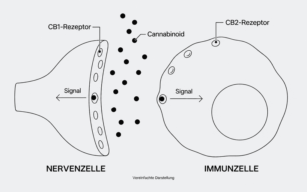 Infografik: Signalübertragung und Cannabinoide bei CB1- und CB2- Rezeptoren.