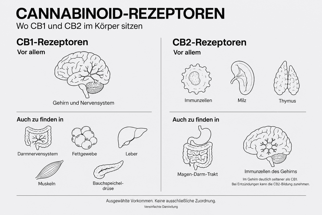 Infografik: Cannabinoid-Rezeptoren
Wo CB1 und CB2 im Körper sitzen.