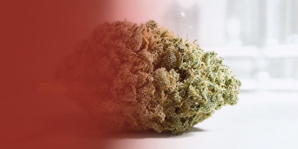 Eine grüne Cannabisblüte liegt seitlich auf einem weißen Hintergrund und von links liegt ein roter Farverlauf über dem Bild, der zur Mitte ausfadet.