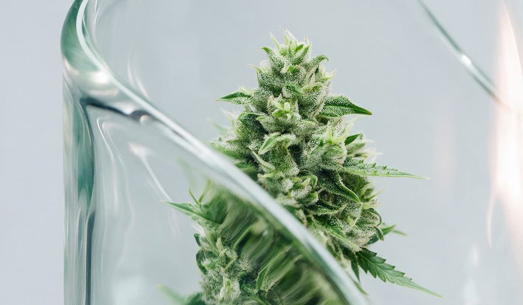 Eine frische Cannabisblüte mit sichtbaren Harzköpfen in einem Glasbehälter.